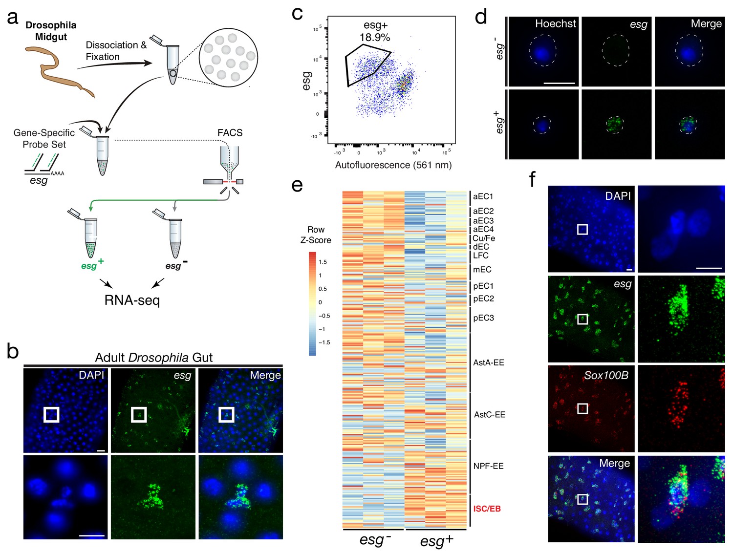 Probe Seq Enables Transcriptional Profiling Of Specific Cell Types From Heterogeneous Tissue By 0447