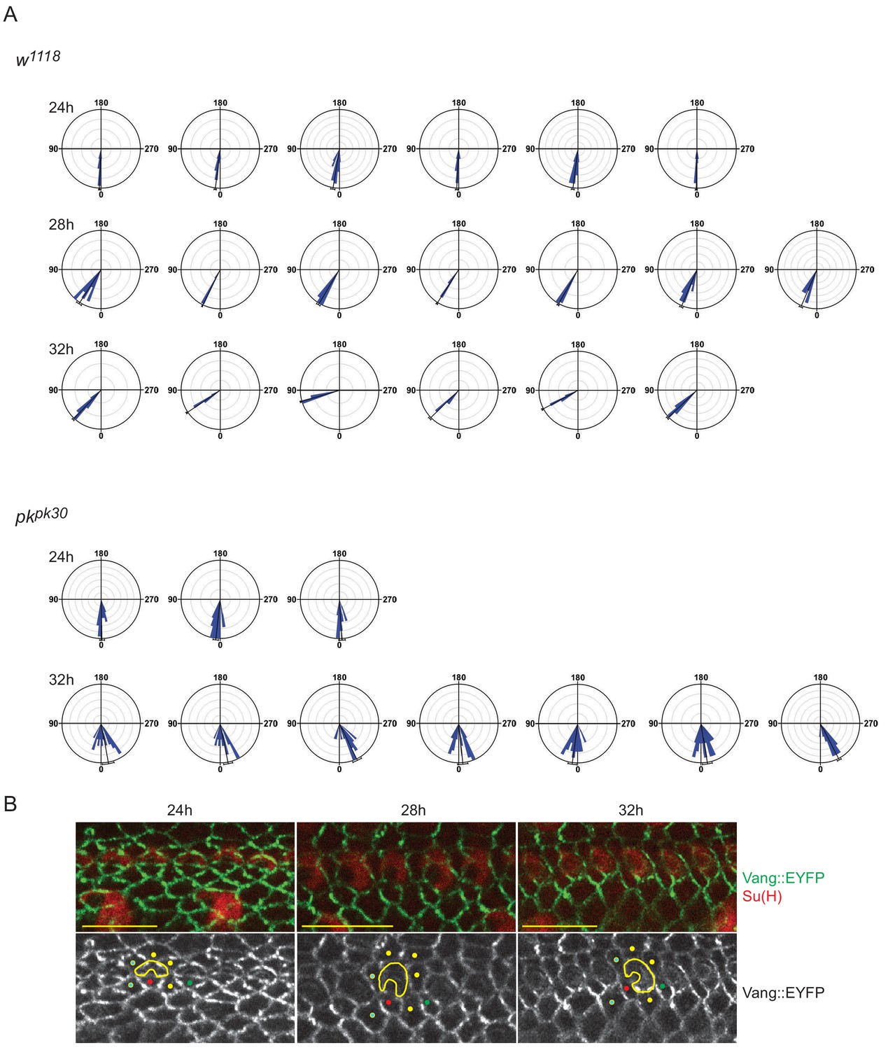 Figures and data in Prickle isoforms determine handedness of helical ...