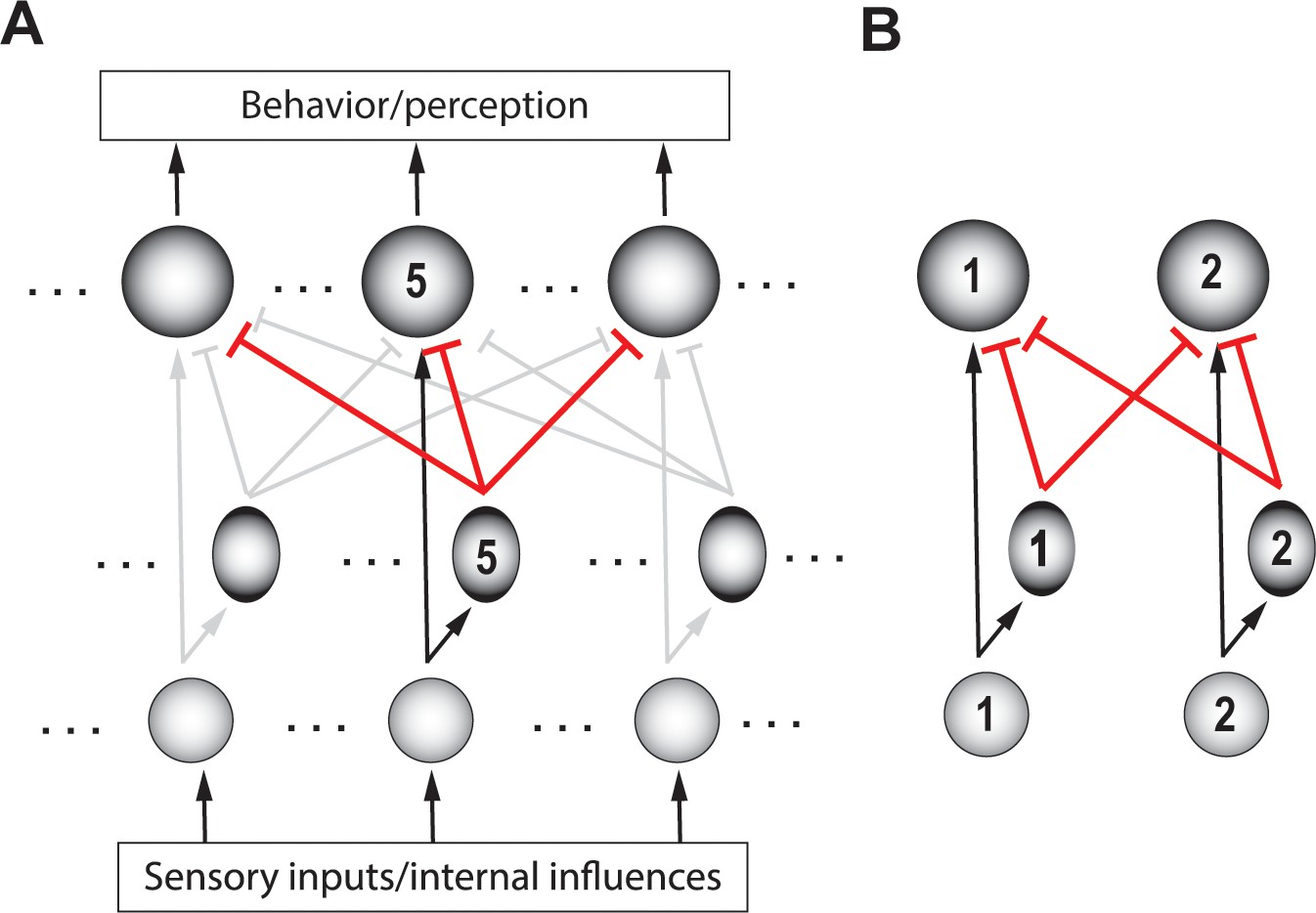 Types of neural circuits