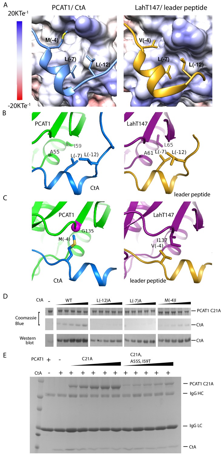 Figures And Data In Structural Basis Of Substrate Recognition By A ...