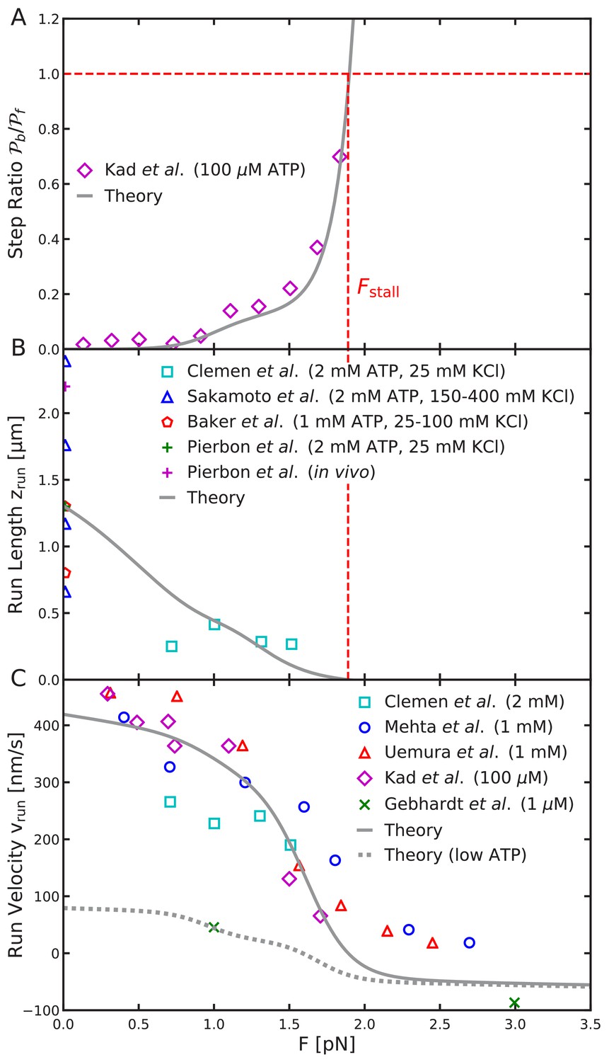 Myosin V Executes Steps Of Variable Length Via Structurally Constrained Diffusion Elife