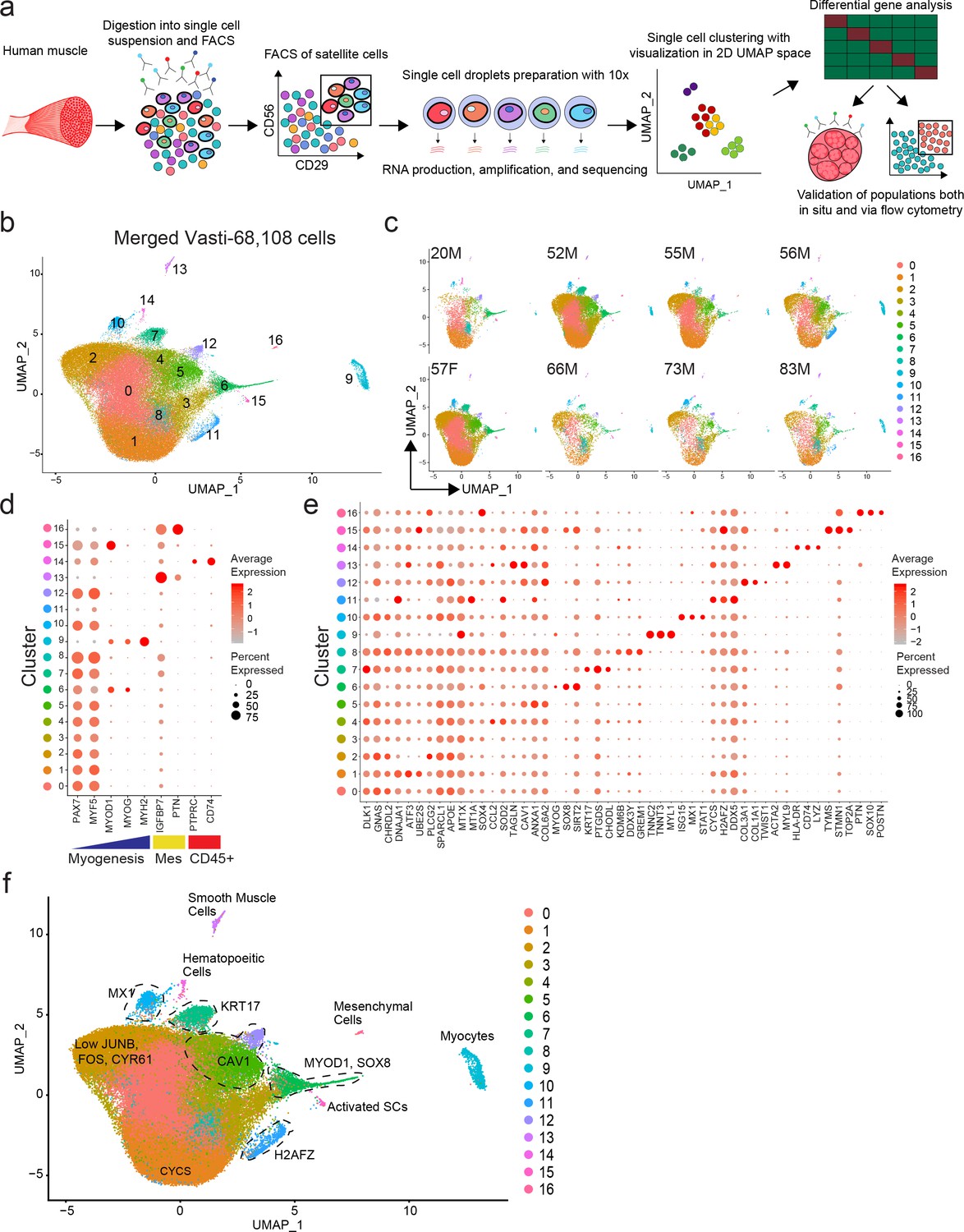 Figures And Data In Functionally Heterogeneous Human Satellite Cells