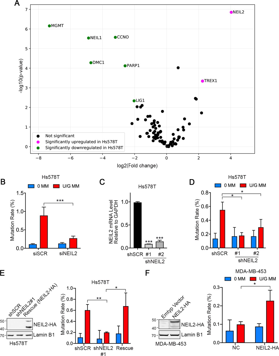 Perturbation of base excision repair sensitizes breast cancer cells to ...