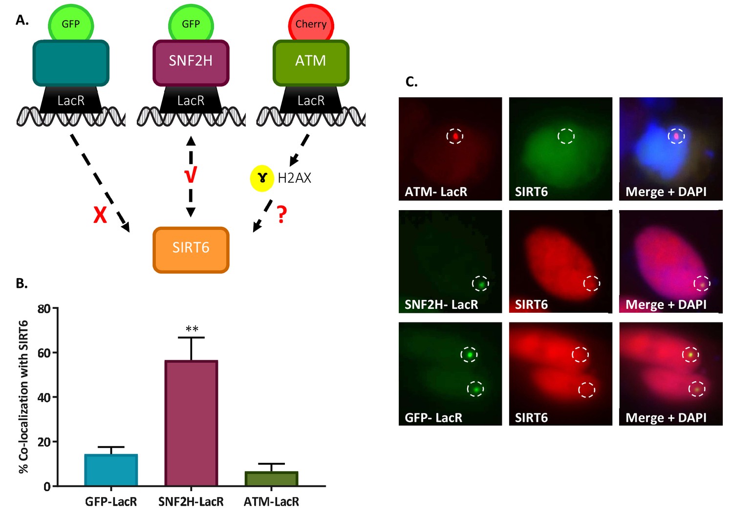 Sirt6 Is A Dna Double Strand Break Sensor Elife 6596