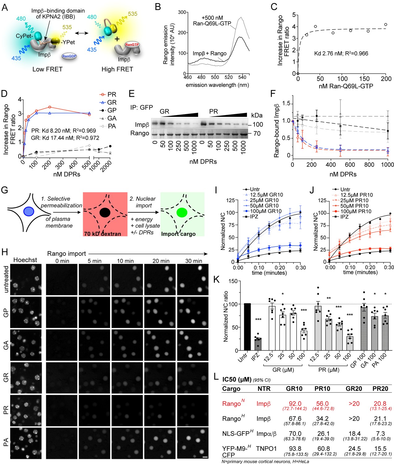 C9orf72 Arginine Rich Dipeptide Repeat Proteins Disrupt Karyopherin Mediated Nuclear Import Elife