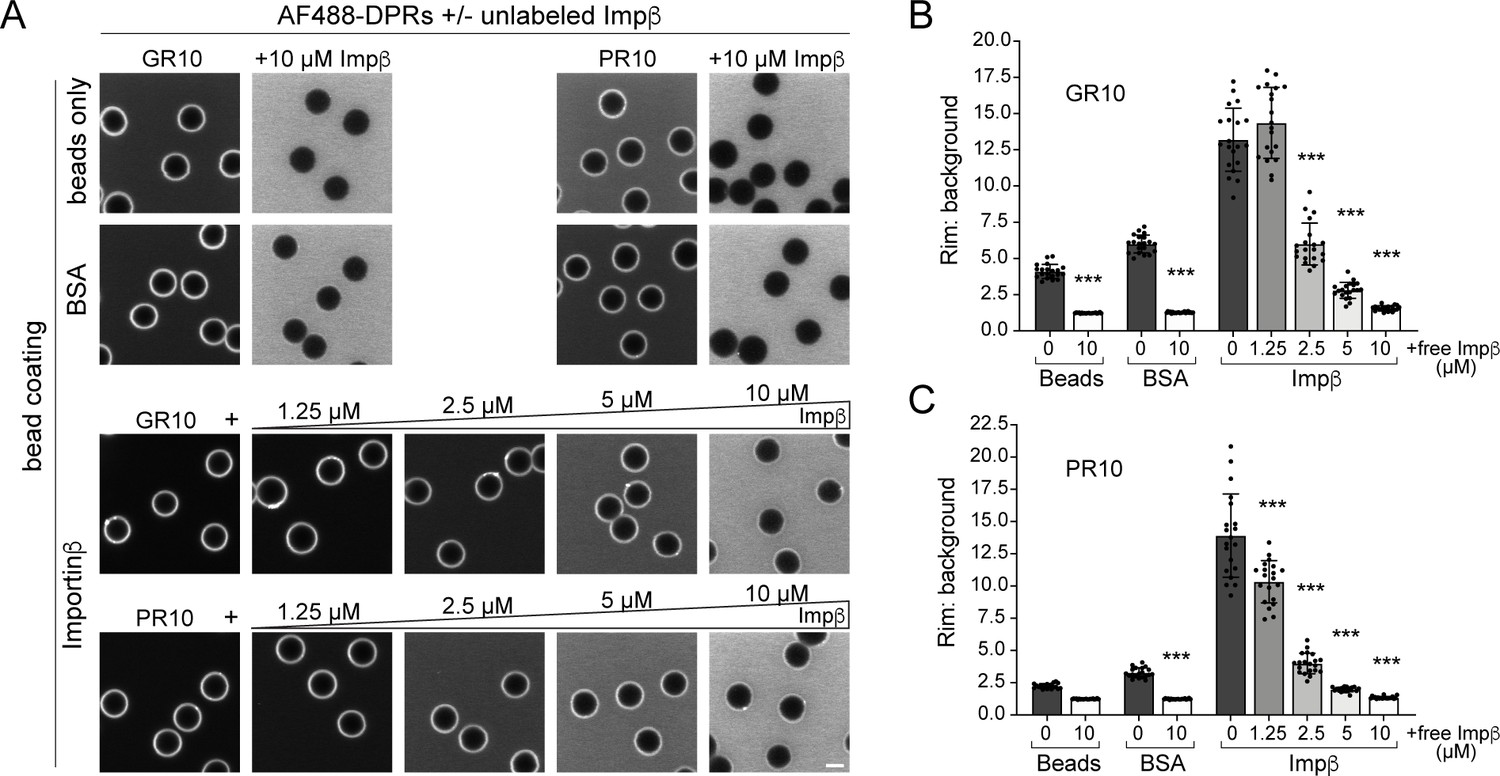 C9orf72 Arginine Rich Dipeptide Repeat Proteins Disrupt Karyopherin Mediated Nuclear Import Elife