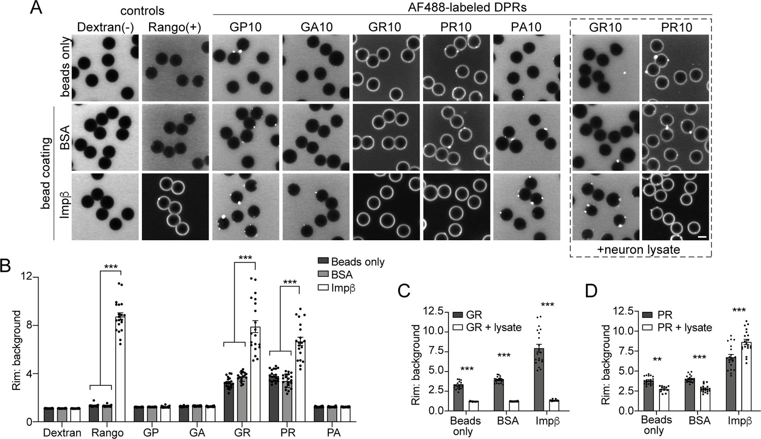 C9orf72 Arginine Rich Dipeptide Repeat Proteins Disrupt Karyopherin Mediated Nuclear Import Elife