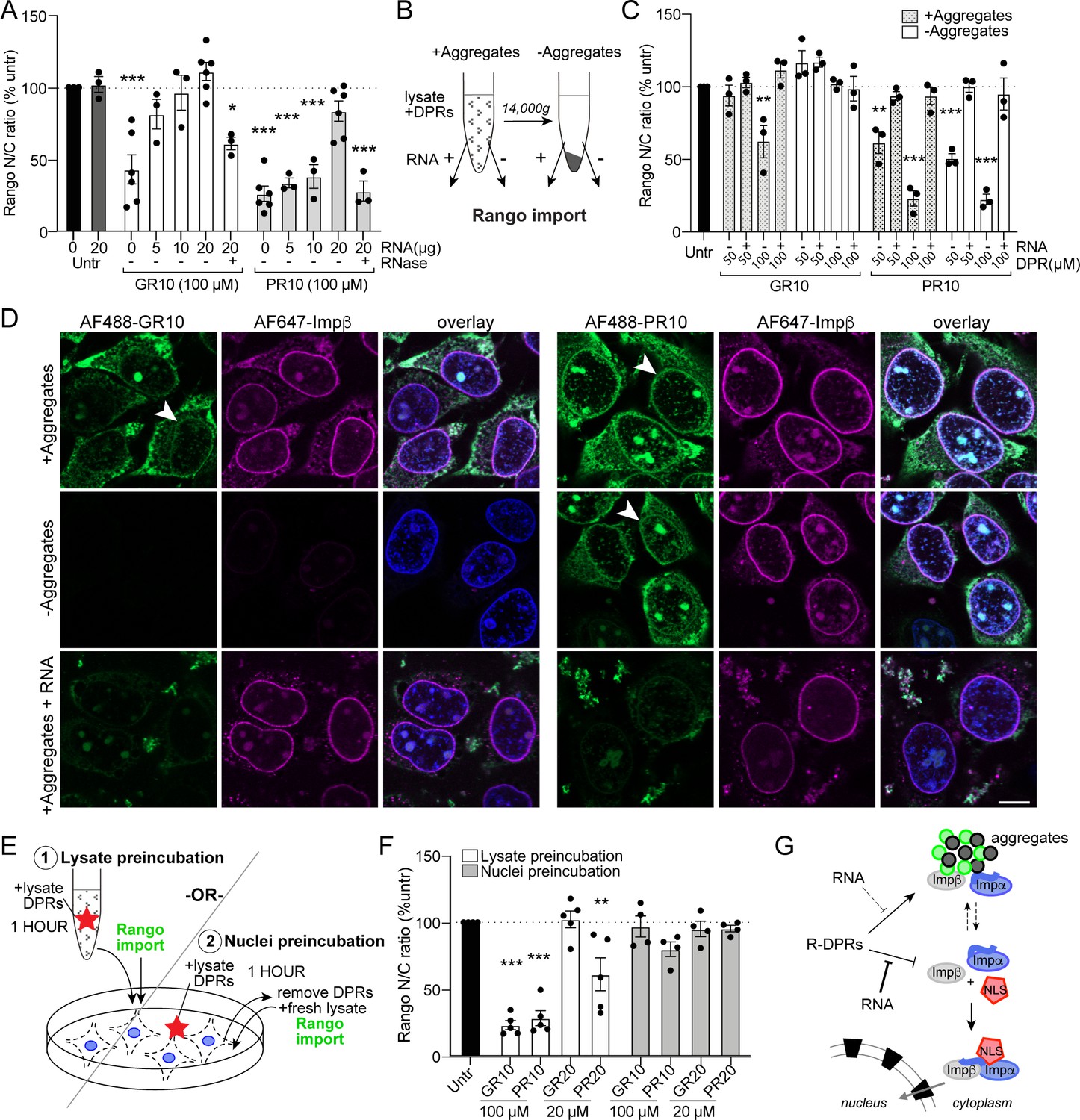 C9orf72 arginine-rich dipeptide repeat proteins disrupt