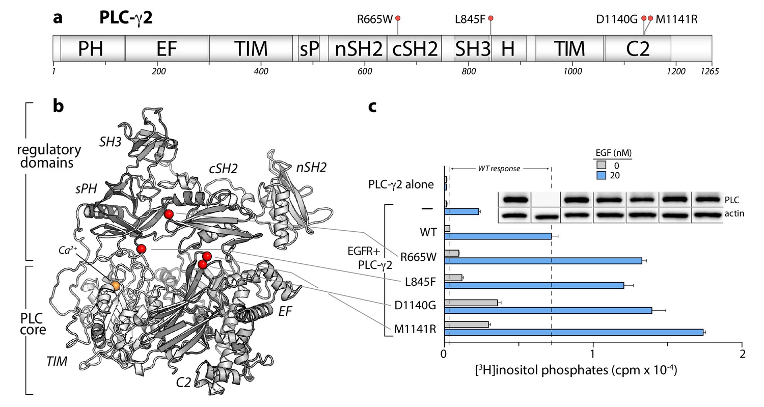Structural Basis For The Activation Of Plc G Isozymes By Phosphorylation And Cancer Associated Mutations Elife