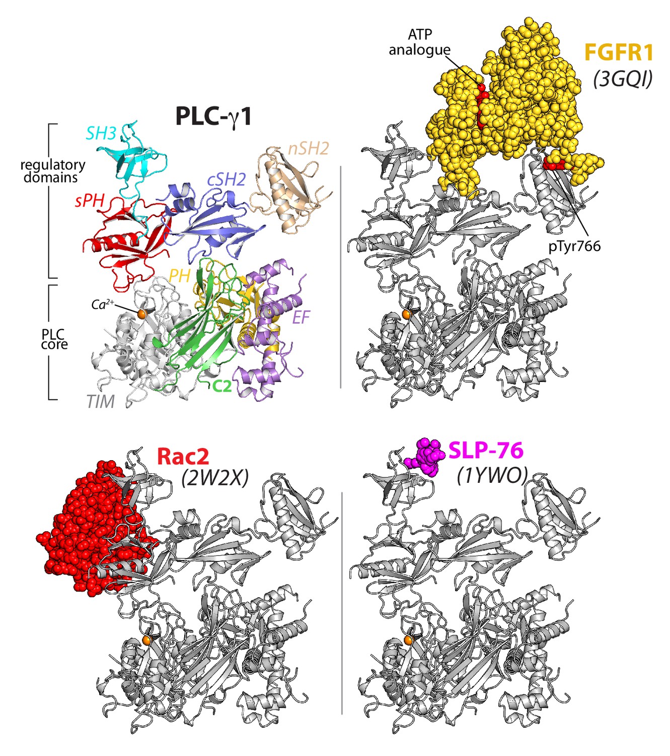 Structural basis for the activation of PLC γ isozymes by