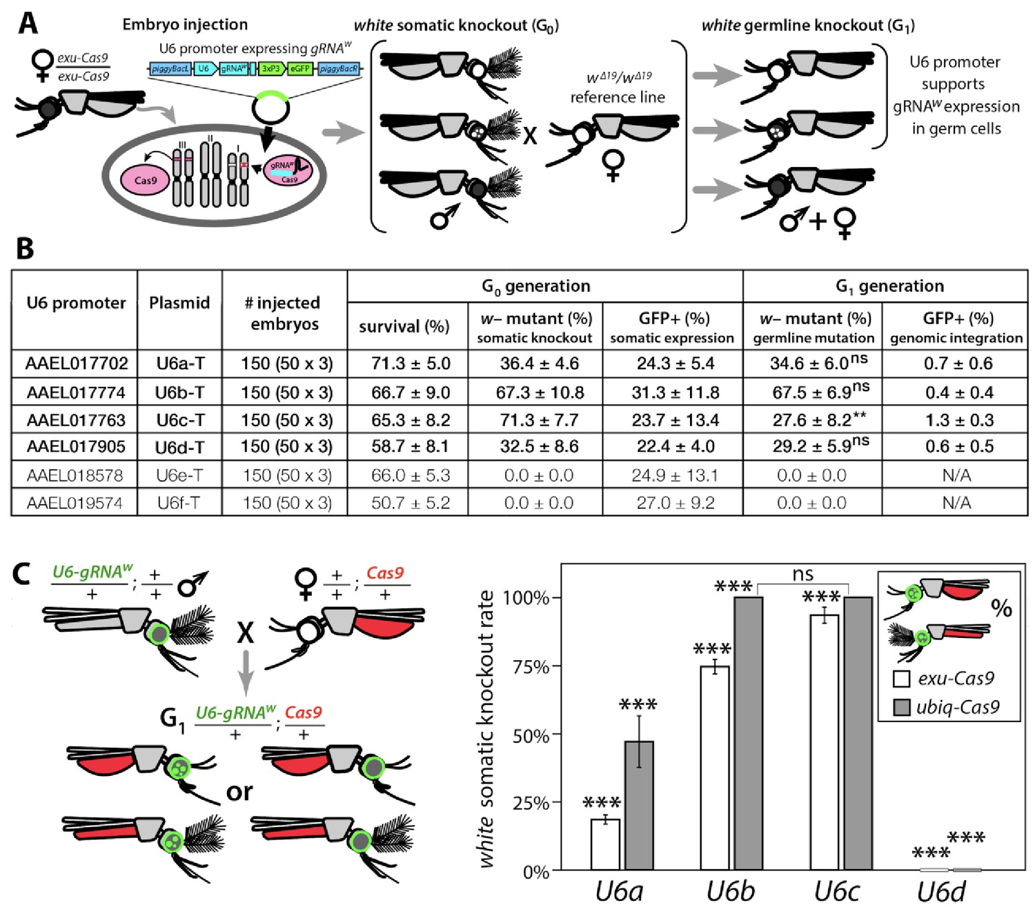 Development Of A Confinable Gene Drive System In The Human Disease Vector Aedes Aegypti Elife