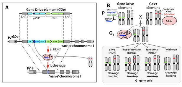 Figures And Data In Development Of A Confinable Gene Drive System In ...