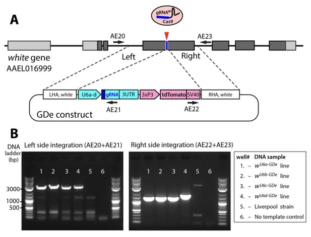 Figures And Data In Development Of A Confinable Gene Drive System In ...