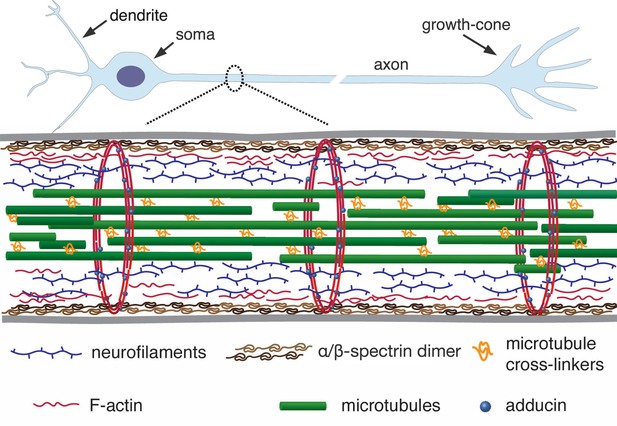 Figures and data in The axonal actin-spectrin lattice acts as a tension ...