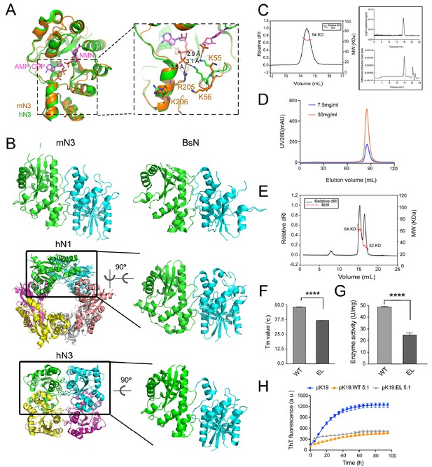 Figures and data in Nicotinamide mononucleotide adenylyltransferase ...