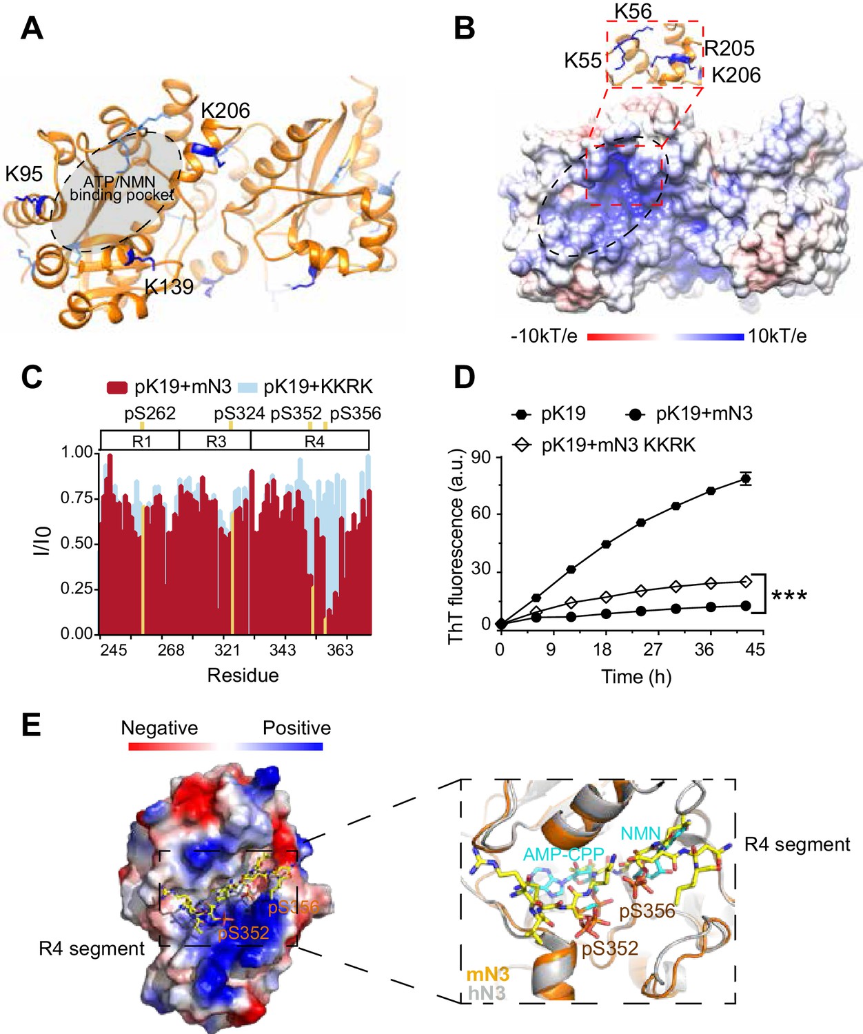 Figures and data in Nicotinamide mononucleotide adenylyltransferase ...