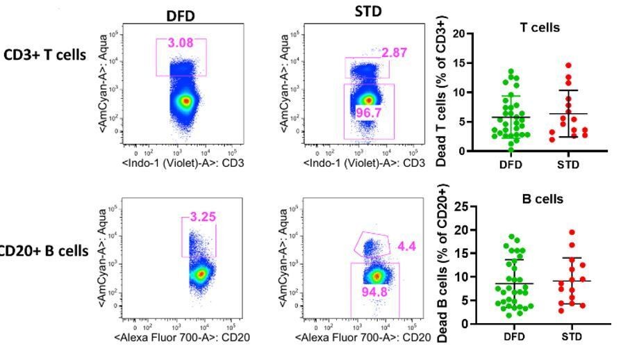 Delayed booster dosing improves human antigen-specific Ig and B