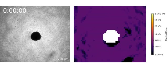 Figures and data in Collective forces of tumor spheroids in three ...