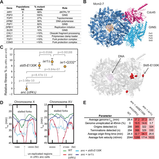 Figures and data in The evolutionary plasticity of chromosome ...