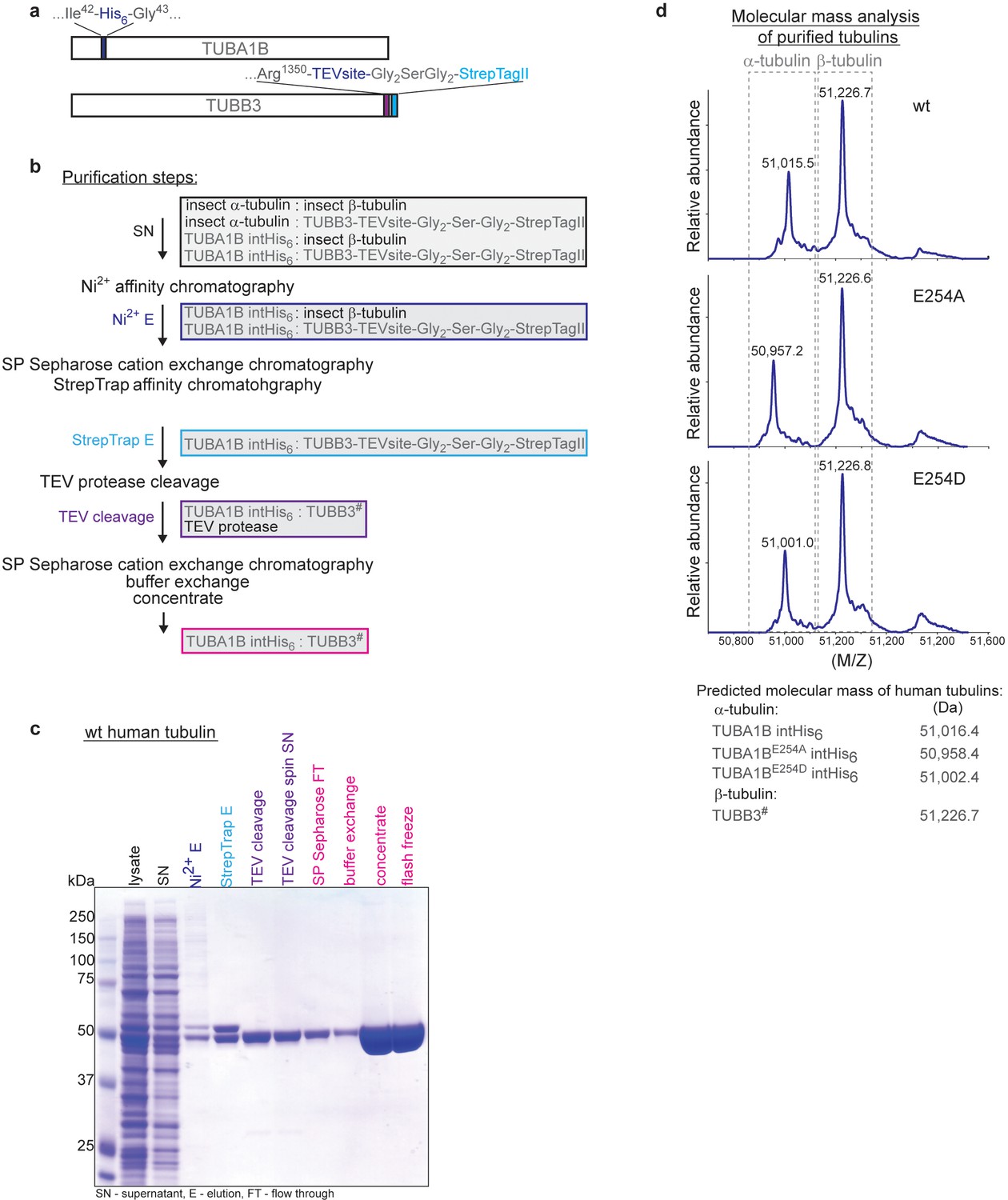 Figures and data in The speed of GTP hydrolysis determines GTP cap size ...