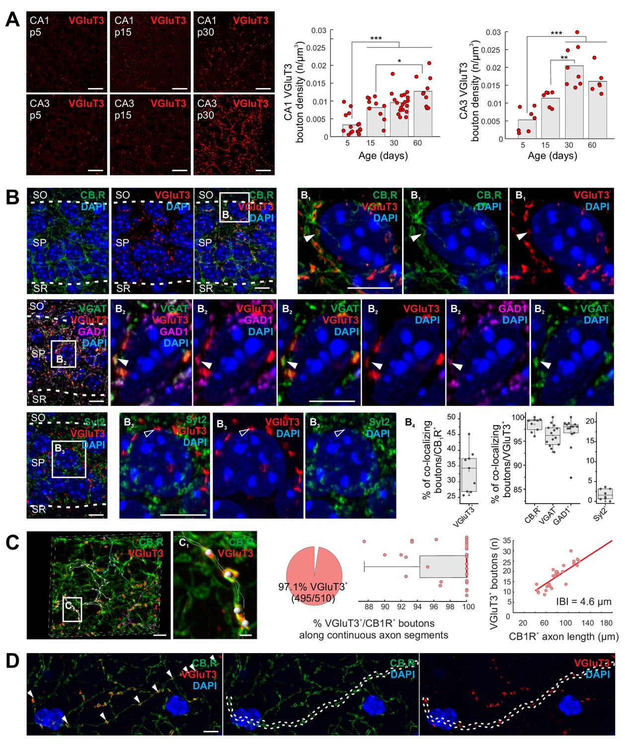 Paradoxical network excitation by glutamate release from VGluT3+