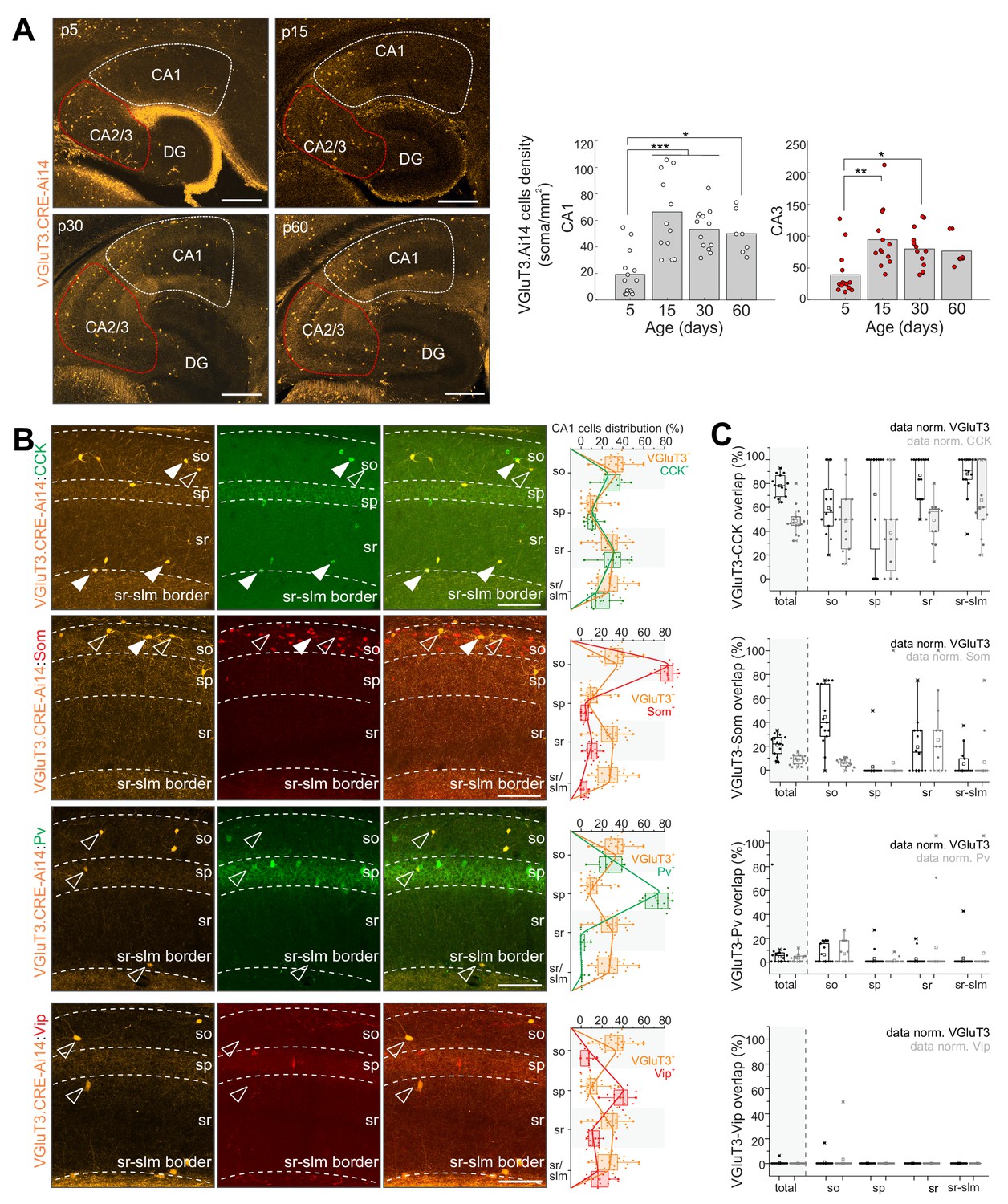 Paradoxical network excitation by glutamate release from VGluT3+