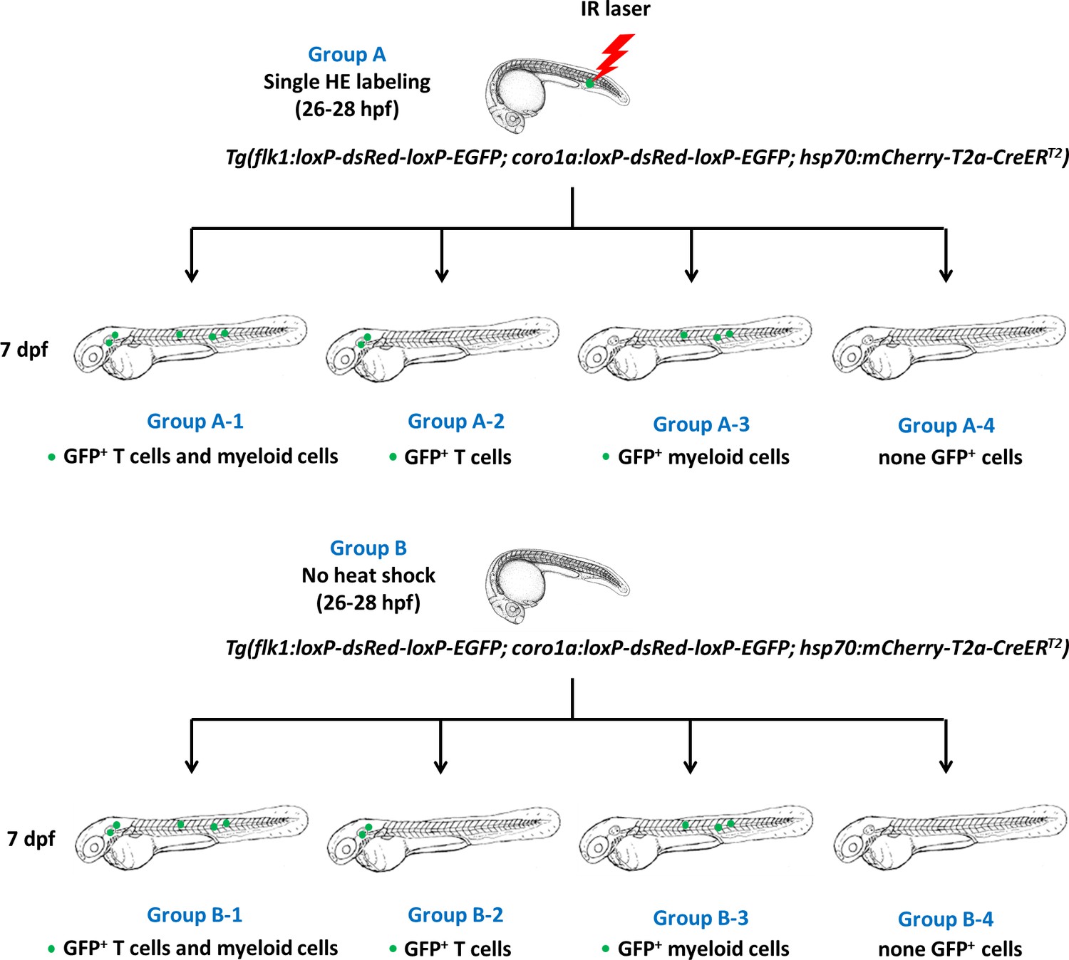 Figures And Data In In Vivo Single Cell Lineage Tracing In Zebrafish