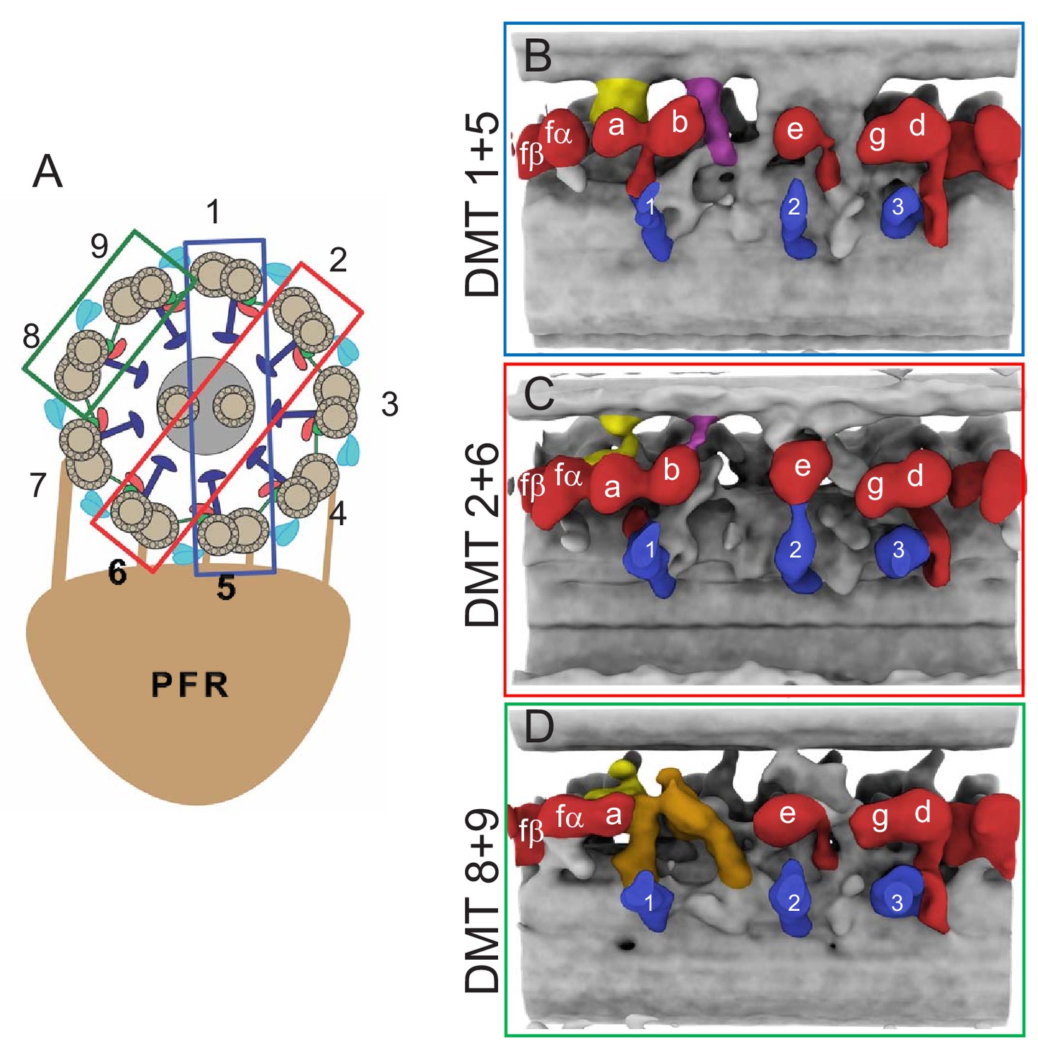 Cryo electron tomography with volta phase plate reveals