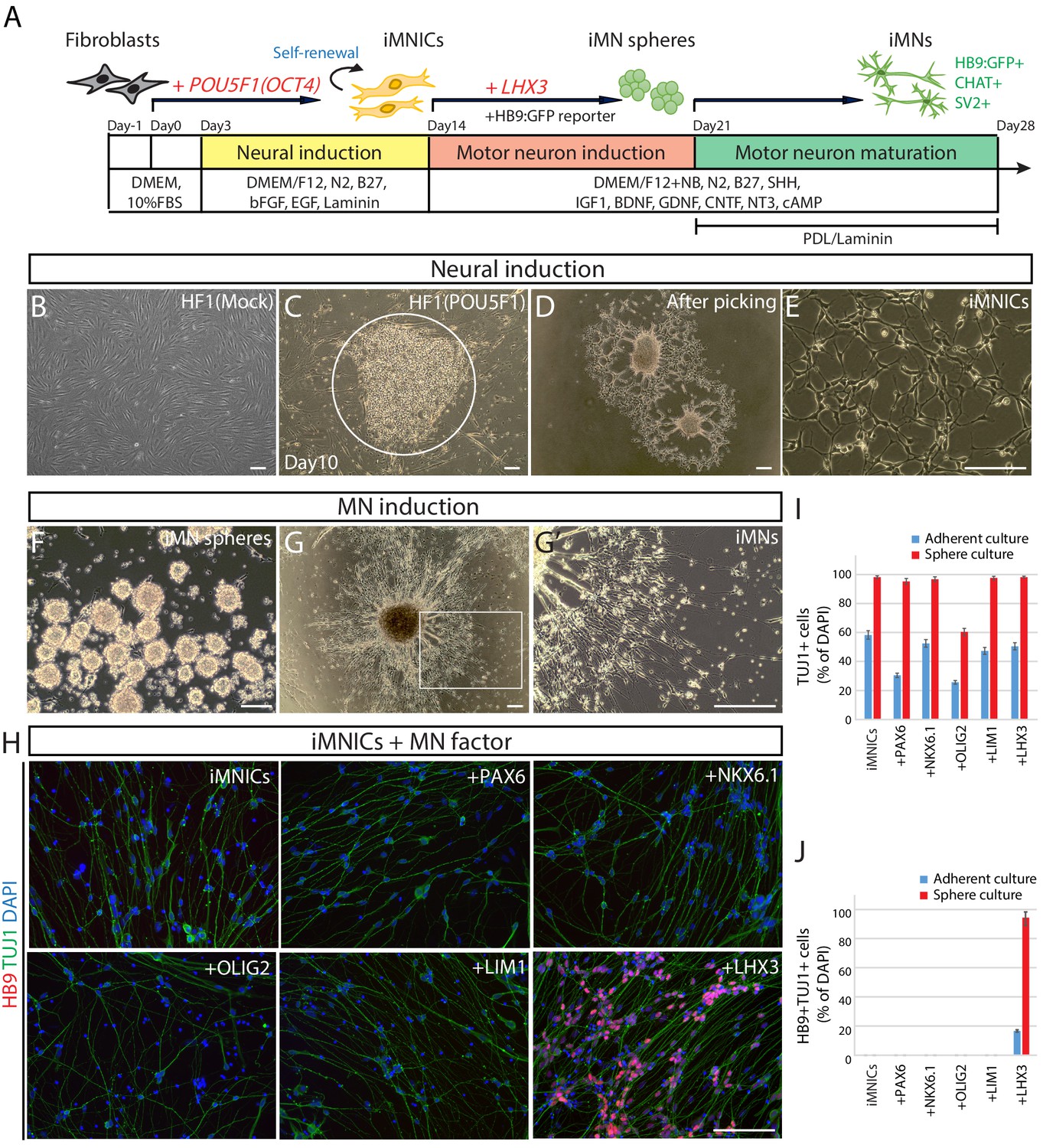 Sequentially induced motor neurons from human fibroblasts Sequentially induced motor neurons from human fibroblasts