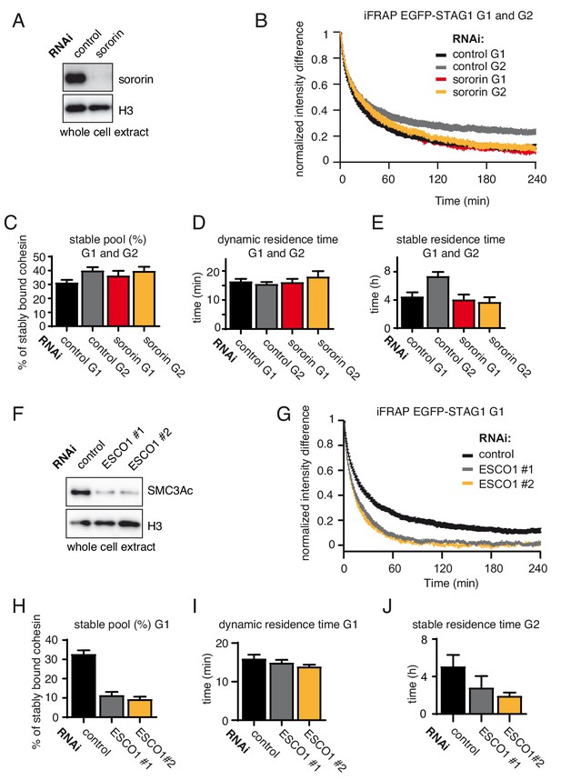 Figures and data in ESCO1 and CTCF enable formation of long chromatin ...