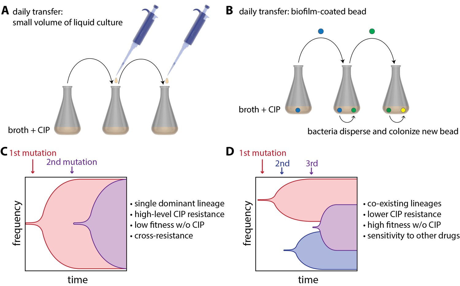 Bacterial Evolution: The Road To Resistance | ELife