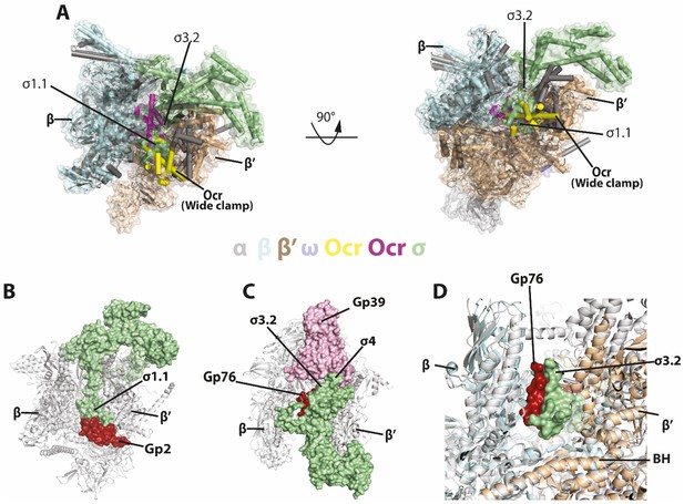 Figures and data in Structural basis of transcription inhibition by the ...