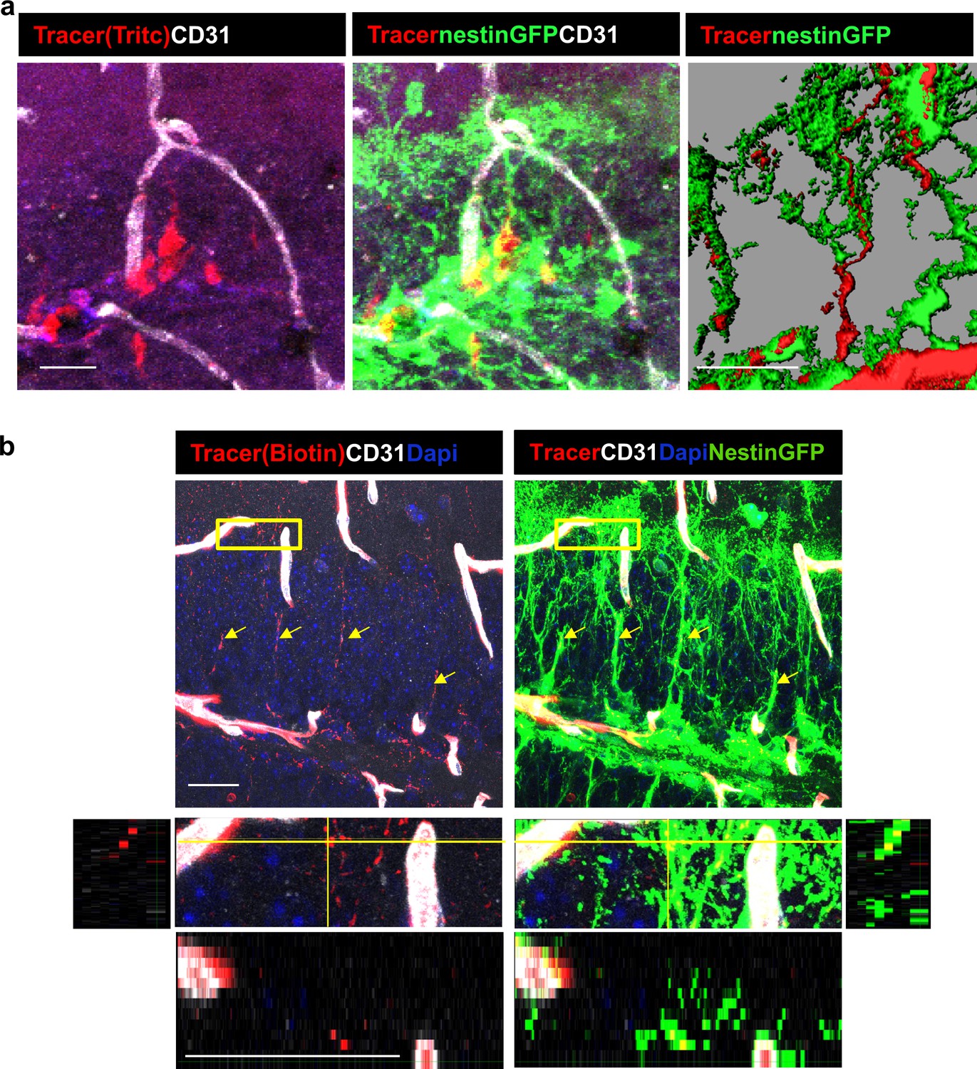 Figures and data in Hippocampal neural stem cells facilitate access ...