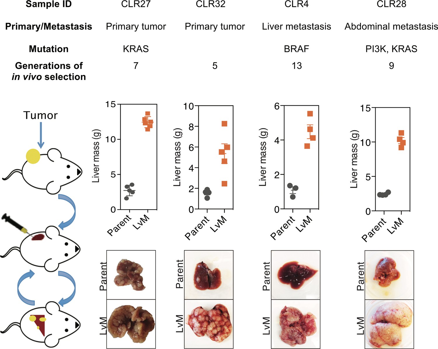 Figures And Data In Pck1 And Dhodh Drive Colorectal Cancer Liver