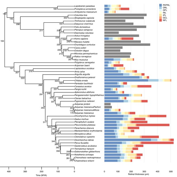 Retinal Oxygen Supply Shaped The Functional Evolution Of The Vertebrate ...