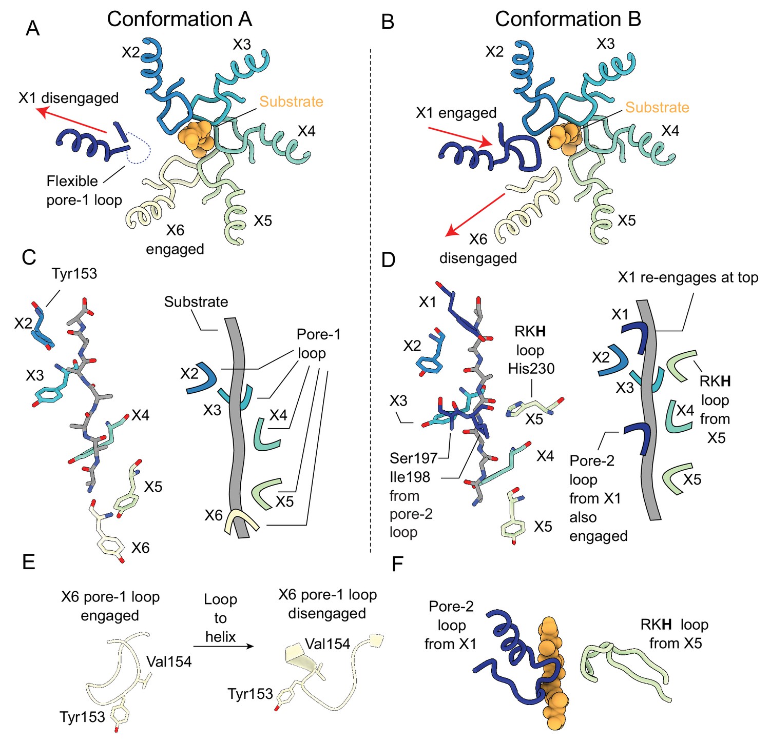 Figures And Data In A Processive Rotary Mechanism Couples Substrate ...