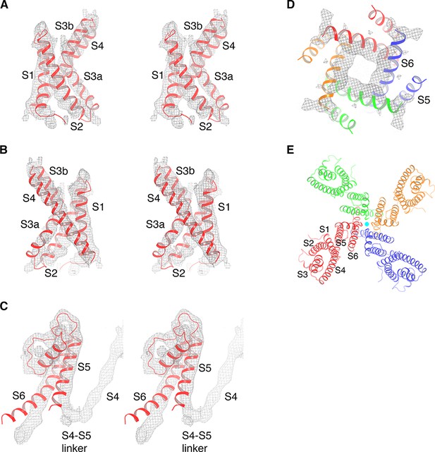 Cryo-EM structure of the KvAP channel reveals a non-domain-swapped ...