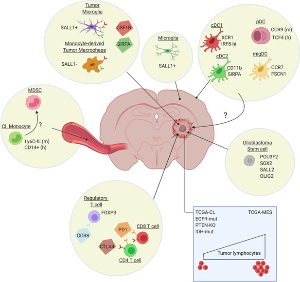 Understanding The Glioblastoma Immune Microenvironment As Basis For The ...