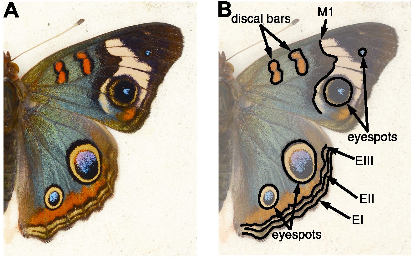 Structures Of Butterfly Wings Detail