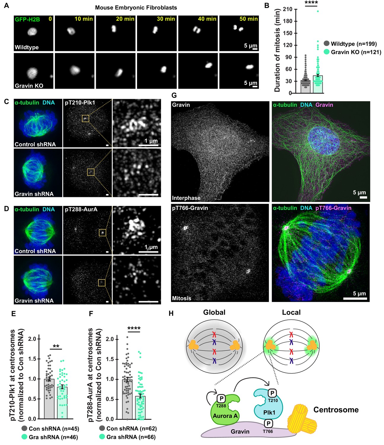 Figures And Data In Subcellular Drug Targeting Illuminates Local Kinase