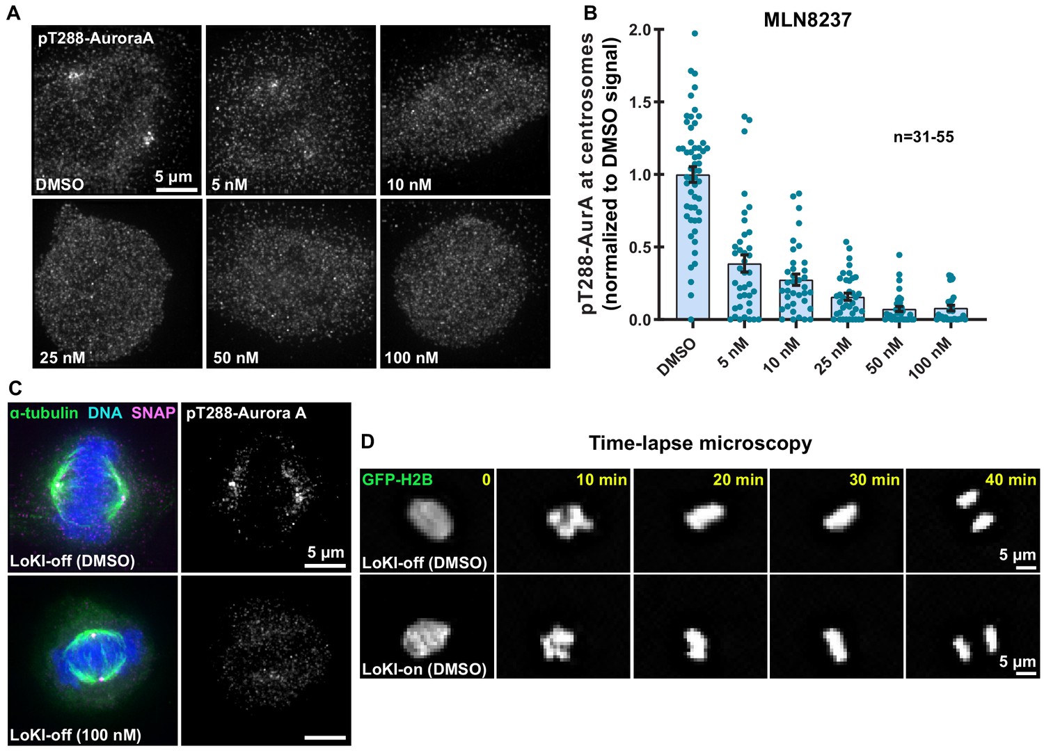 Figures And Data In Subcellular Drug Targeting Illuminates Local Kinase