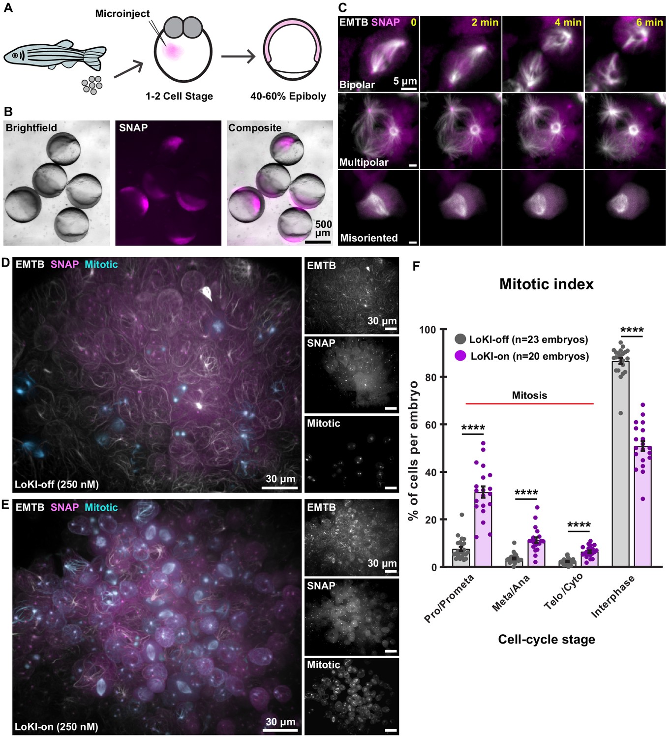 Figures And Data In Subcellular Drug Targeting Illuminates Local Kinase