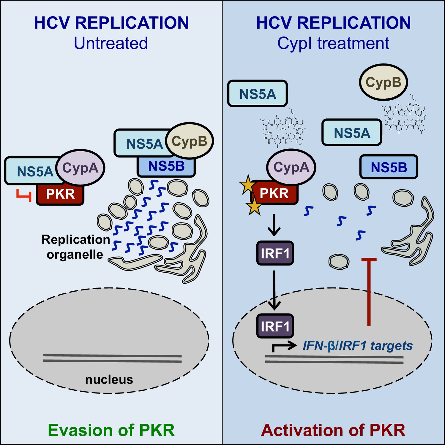 Hepatitis C virus exploits cyclophilin A to evade PKR | eLife