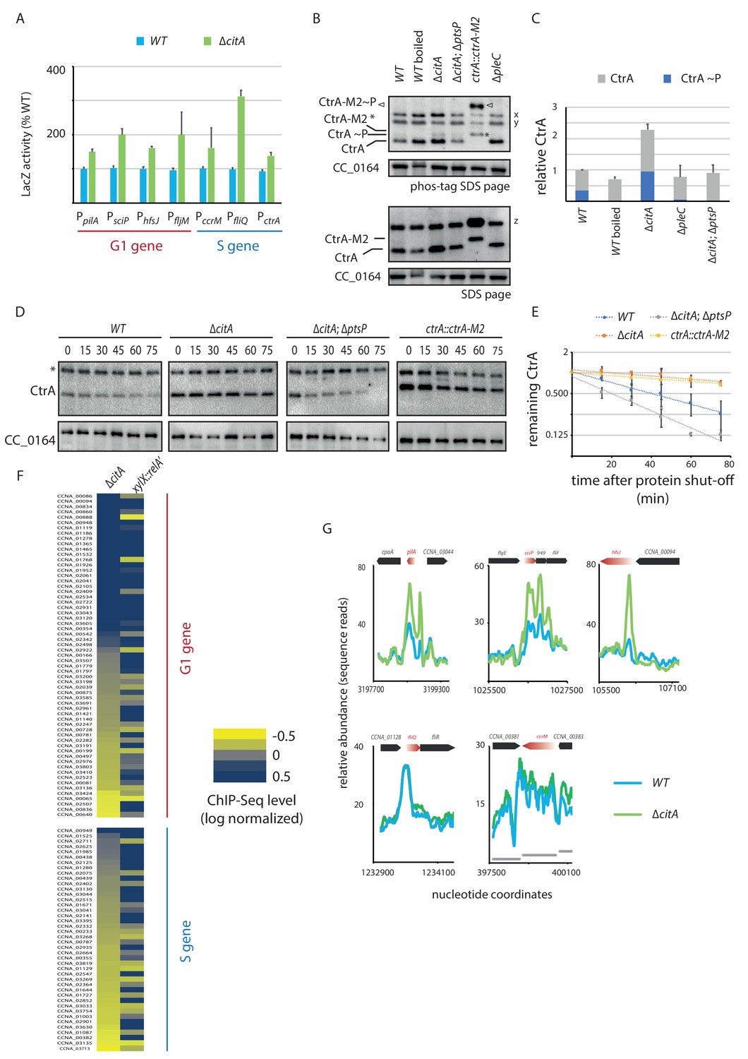 Figures and data in Bacterial cell cycle control by citrate synthase ...