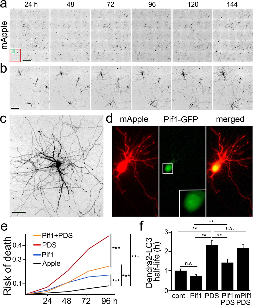 Small Molecule G Quadruplex Stabilizers Reveal A Novel Pathway Of Autophagy Regulation In Neurons Elife
