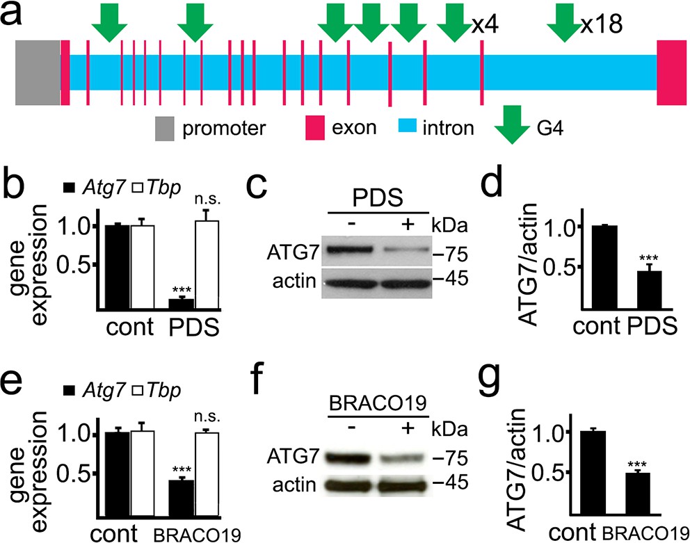 Small-molecule G-quadruplex stabilizers reveal a novel pathway of autophagy  regulation in neurons | eLife