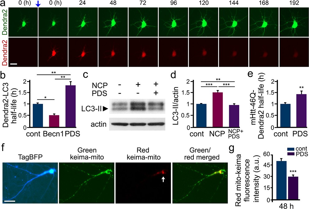 Small-molecule G-quadruplex stabilizers reveal a novel pathway of autophagy  regulation in neurons | eLife