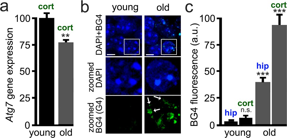 Small-molecule G-quadruplex stabilizers reveal a novel pathway of autophagy  regulation in neurons | eLife