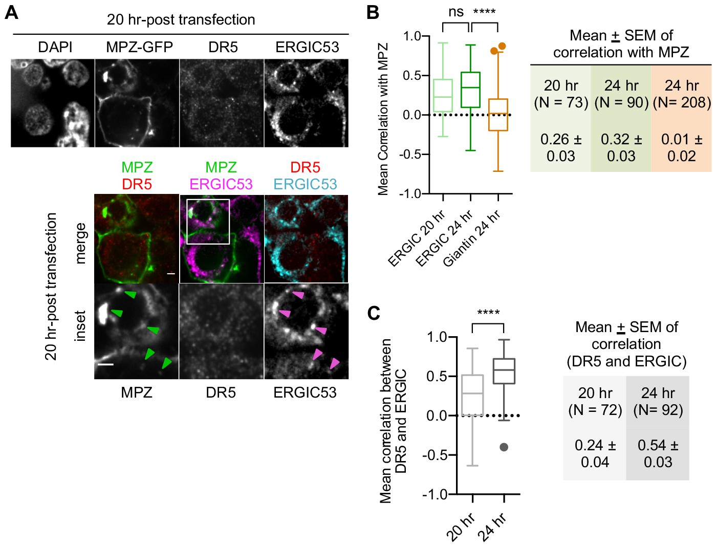 Misfolded Proteins Bind And Activate Death Receptor 5 To Trigger Apoptosis During Unresolved Endoplasmic Reticulum Stress Elife Misfolded Proteins Bind And Activate Death Receptor 5 To Trigger Apoptosis During Unresolved Endoplasmic Reticulum Stress Elife