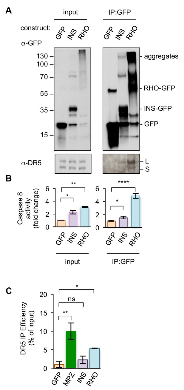 Figures And Data In Misfolded Proteins Bind And Activate Death Receptor